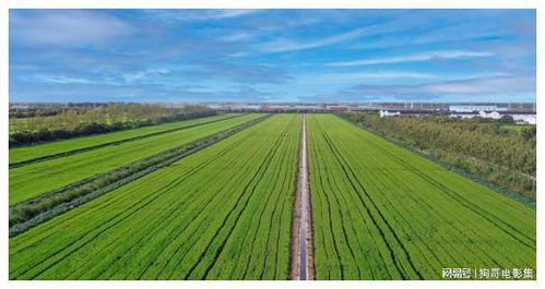 上海農(nóng)場(chǎng) 智慧農(nóng)業(yè)引領(lǐng)農(nóng)業(yè)開(kāi)發(fā)，發(fā)展之路越走越寬