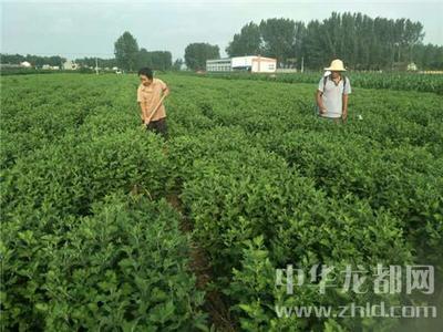西華縣清河驛鄉 扶貧菊花香飄四方，農副產品銷售譜新篇