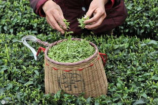 小產區茶 優勢、挑戰與科學發展路徑