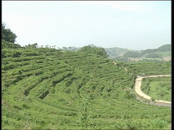 品味自然精華，探尋茶葉種植基地與農副產品銷售之旅