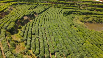 英山云霧茶榮獲國家地標產(chǎn)品保護示范區(qū)授牌，助推茶葉產(chǎn)業(yè)高質(zhì)量發(fā)展