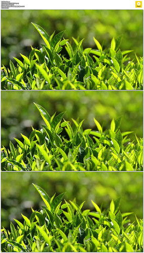 紅動(dòng)中國 茶葉種植園的視覺美學(xué)與設(shè)計(jì)素材全覽