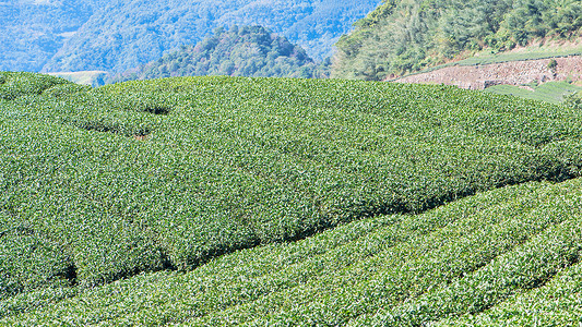 富士山下茶香漫 探尋日本頂級(jí)茶葉的種植藝術(shù)